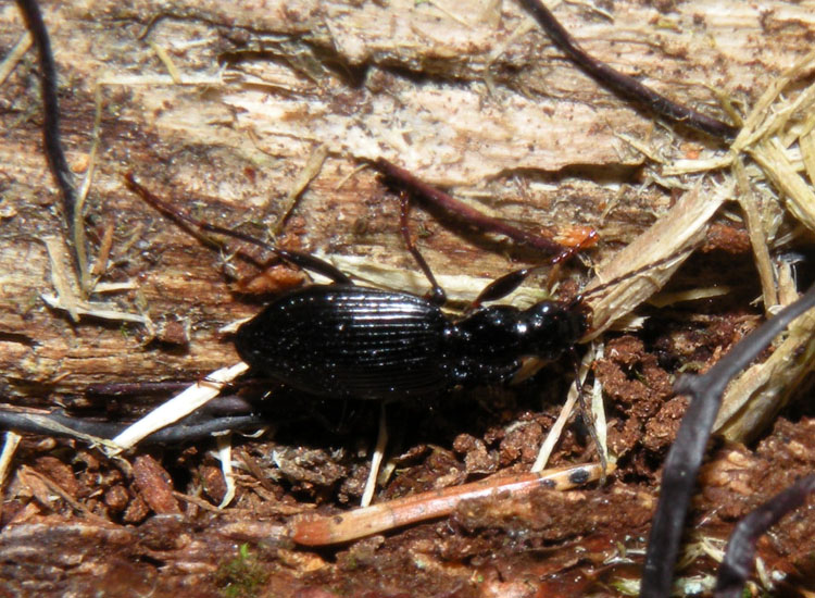 Bestie nere: Abax, Nebria, Platynus, Anoplotrupes